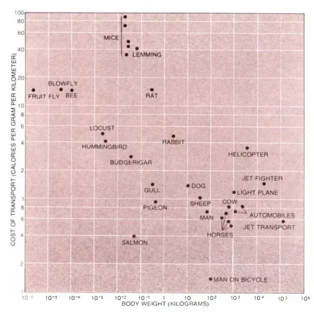 Man on a bicycle — energy efficiency of movement